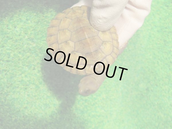 画像5: クレフトマゲクビガメ８