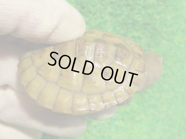 画像1: クレフトマゲクビガメ７