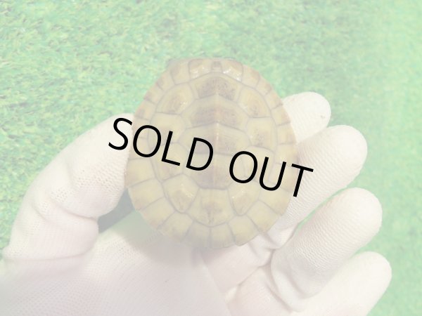 画像2: クレフトマゲクビガメ７