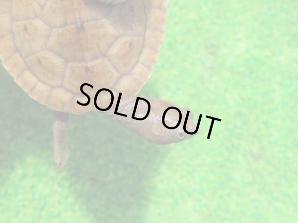 画像5: ニューギニアカブトガメ６