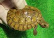 画像1: クレフトマゲクビガメ８
