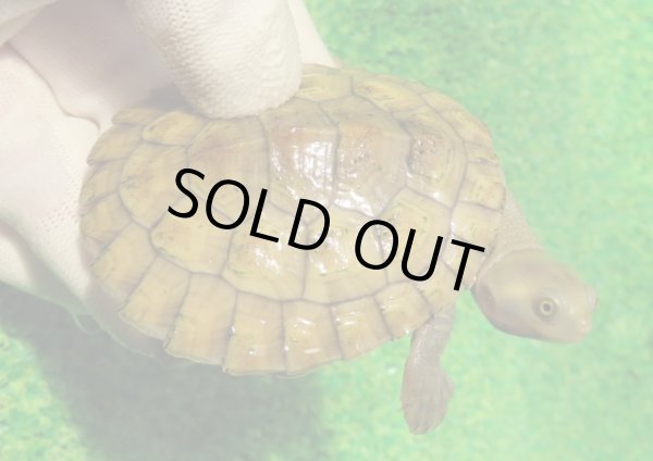 画像1: クレフトマゲクビガメ８