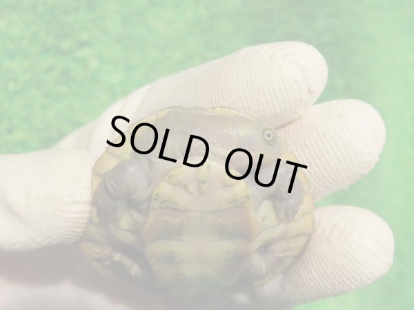 画像6: クレフトマゲクビガメ７