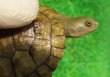 画像4: クレフトマゲクビガメ８