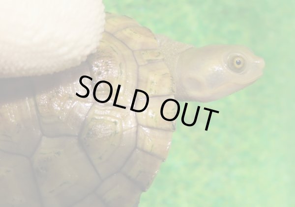 画像4: クレフトマゲクビガメ８