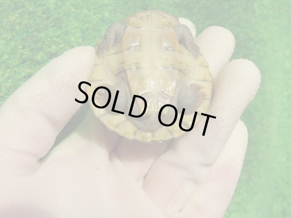 画像7: クレフトマゲクビガメ７