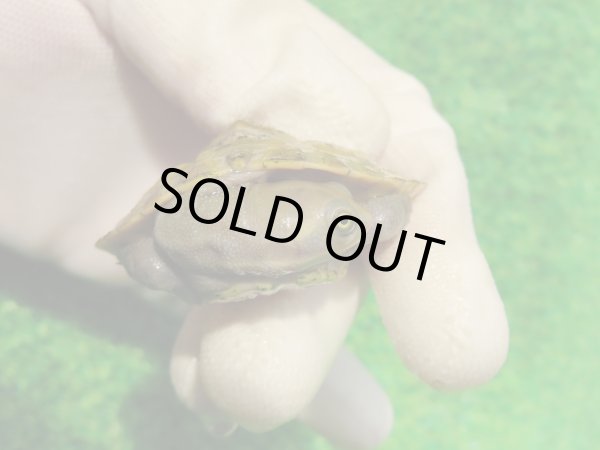 画像3: クレフトマゲクビガメ７