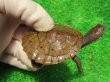 画像2: ニューギニアカブトガメ６