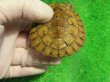 画像6: クレフトマゲクビガメ８