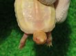 画像7: Ｔ-アルビノクサガメ96