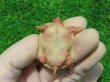 画像11: Ｔ-アルビノクサガメ95