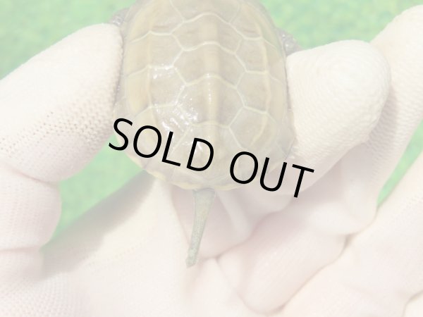 画像6: ハイポクパステルサガメP.Hetアルビノ88