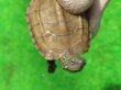 画像4: ハイポクサガメP.Hetアルビノ89