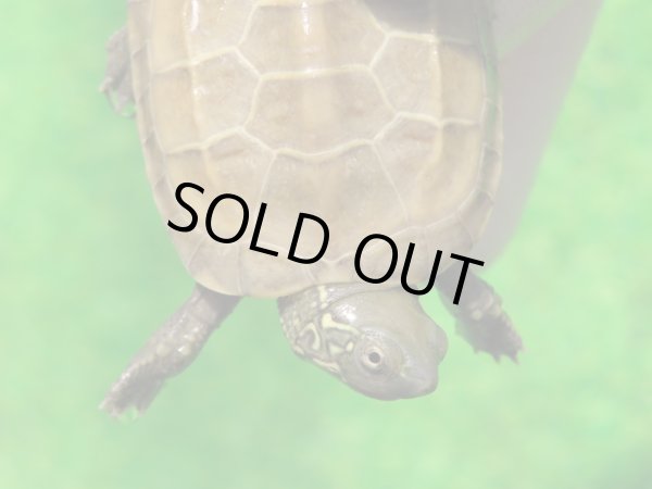 画像4: ハイポクパステルサガメP.Hetアルビノ88