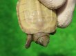 画像5: Ｔ+アルビノクサガメ99