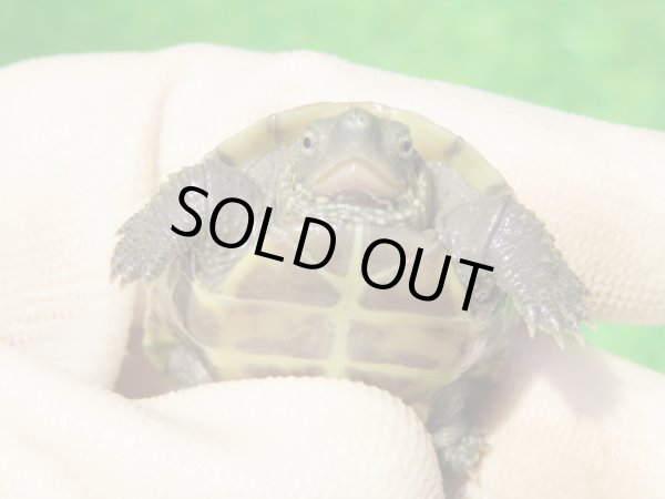 画像7: ハイポクパステルサガメP.Hetアルビノ88