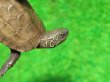 画像3: ハイポクサガメP.Hetアルビノ89