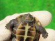 画像7: ハイポクサガメP.Hetアルビノ87