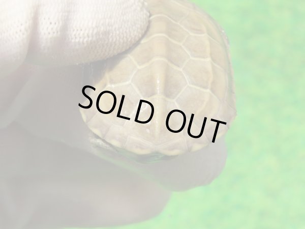 画像5: ハイポクパステルサガメP.Hetアルビノ88