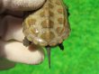 画像6: ハイポクサガメP.Hetアルビノ87