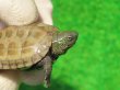 画像2: ハイポクサガメP.Hetアルビノ87