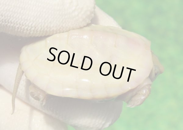 画像1: Ｔ+パステルアルビノクサガメ101