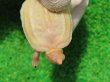 画像4: Ｔ-アルビノクサガメ95