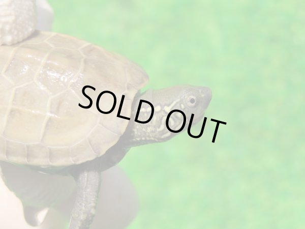 画像3: ハイポクパステルサガメP.Hetアルビノ88