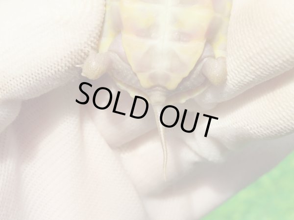 画像9: Ｔ+パステルアルビノクサガメ101