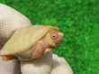 画像3: Ｔ-アルビノクサガメ95