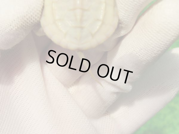 画像7: Ｔ+パステルアルビノクサガメ101