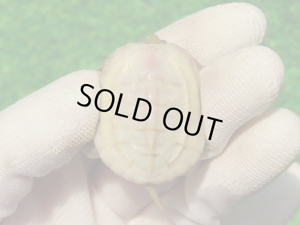 画像2: Ｔ+パステルアルビノクサガメ101