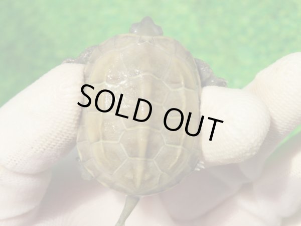 画像2: ハイポクパステルサガメP.Hetアルビノ88