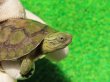 画像3: シェンシーハコガメ