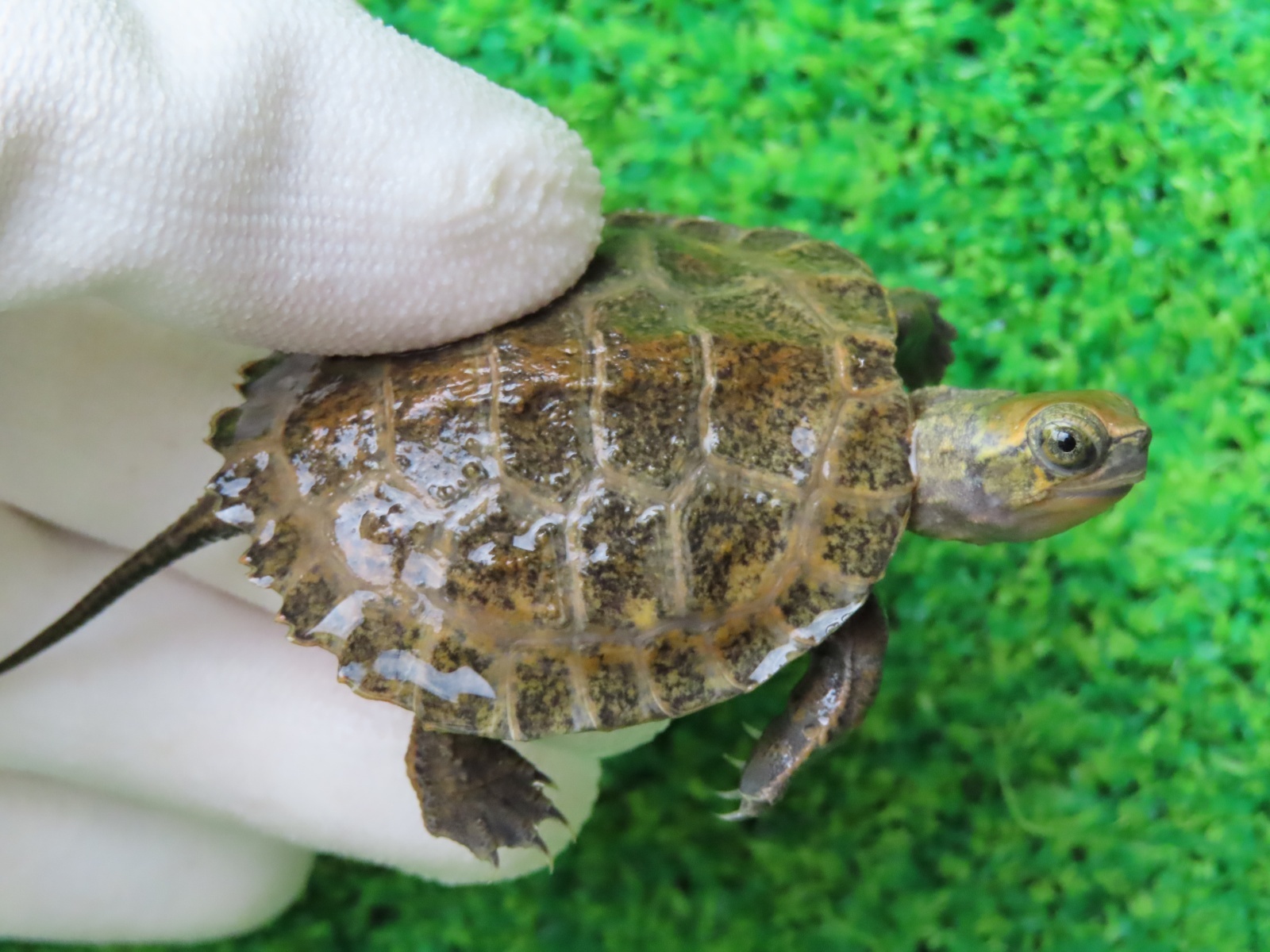 食用 有精卵１個 八重山イシガメ 注意 山形県から発送になります ミナミイシガメ 石亀 ニホンイシガメ有精卵 ない ヤエヤマ①(卵)｜売買されたオークション情報、yahooの商品情報をアーカイ  卵、乳製品