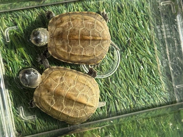 画像1: ハイポクサガメセットP.Het.アルビ13　