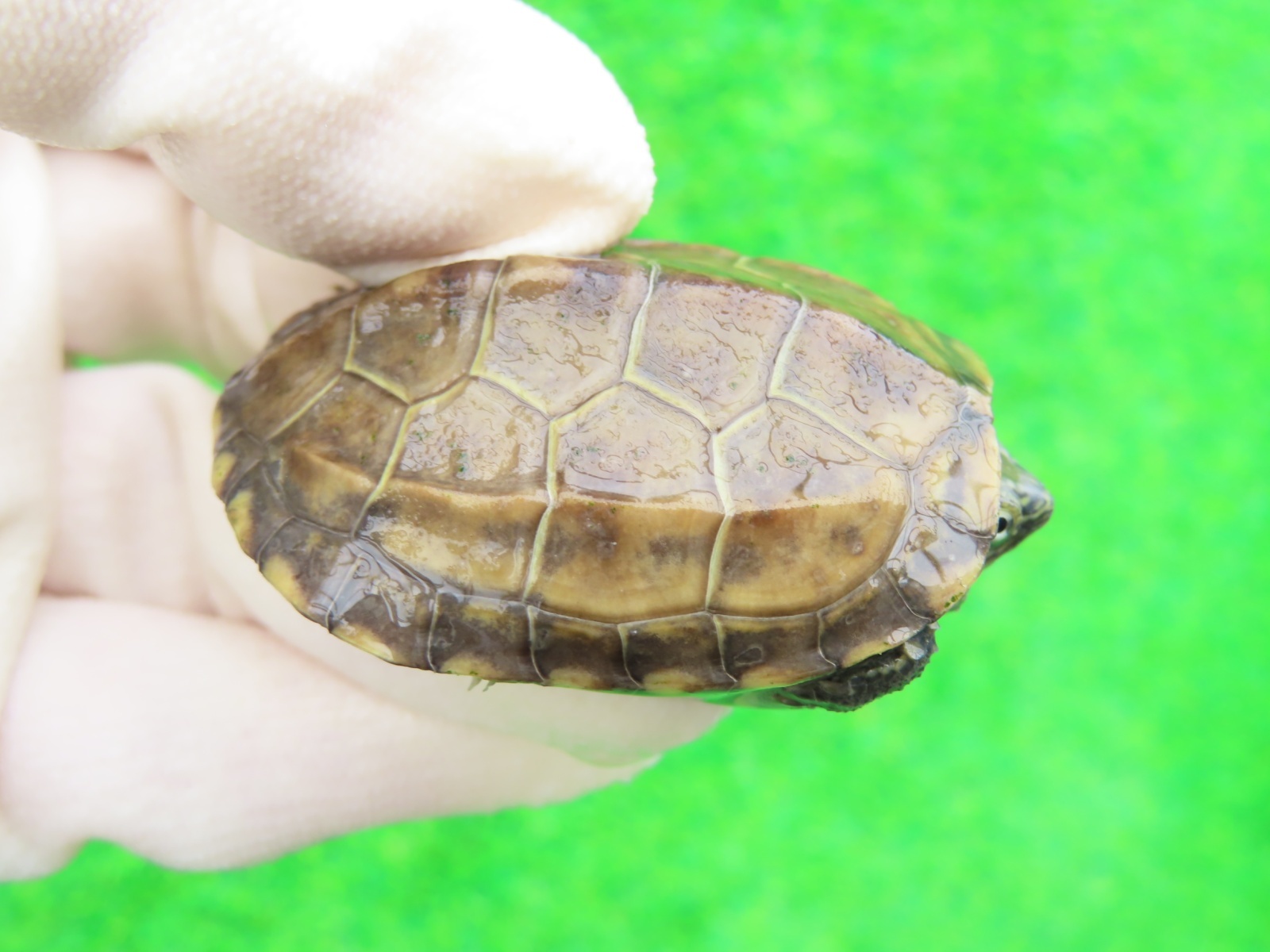 画像1: パステルクサガメ5　ＳＡＬＥ！1,000円OFF