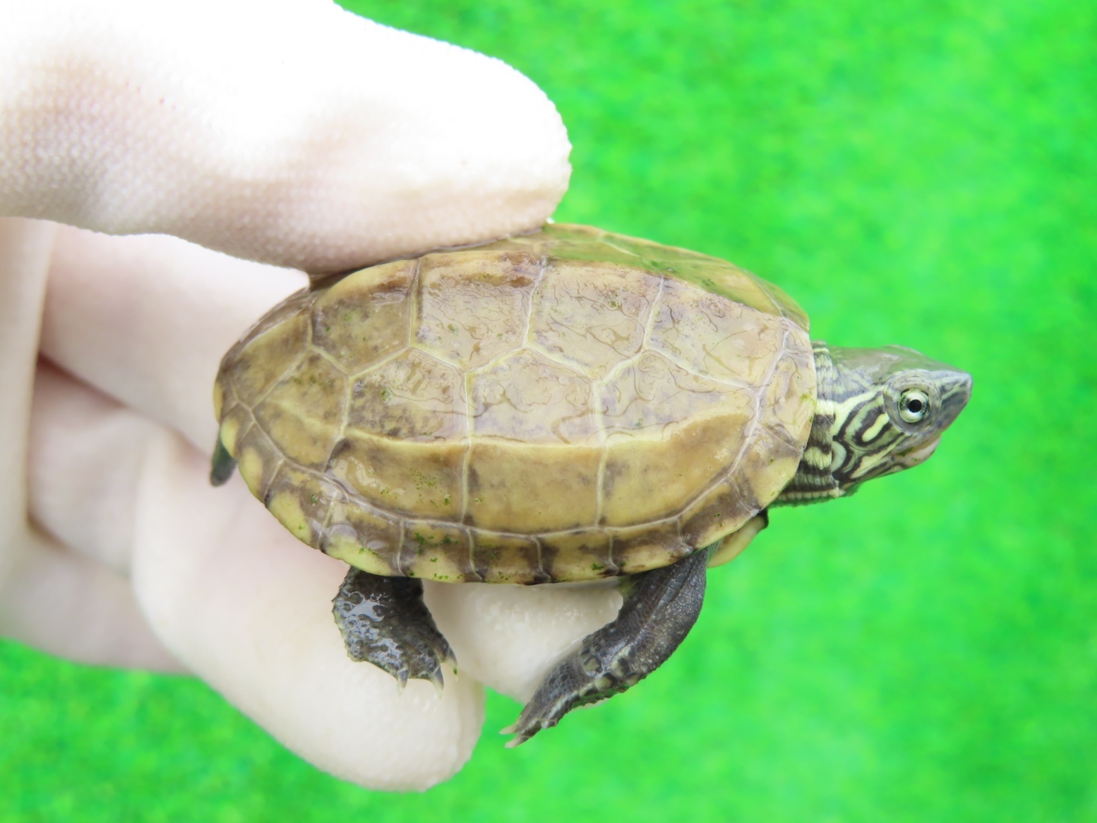 画像1: パステルクサガメ7　ＳＡＬＥ！1,000円OFF