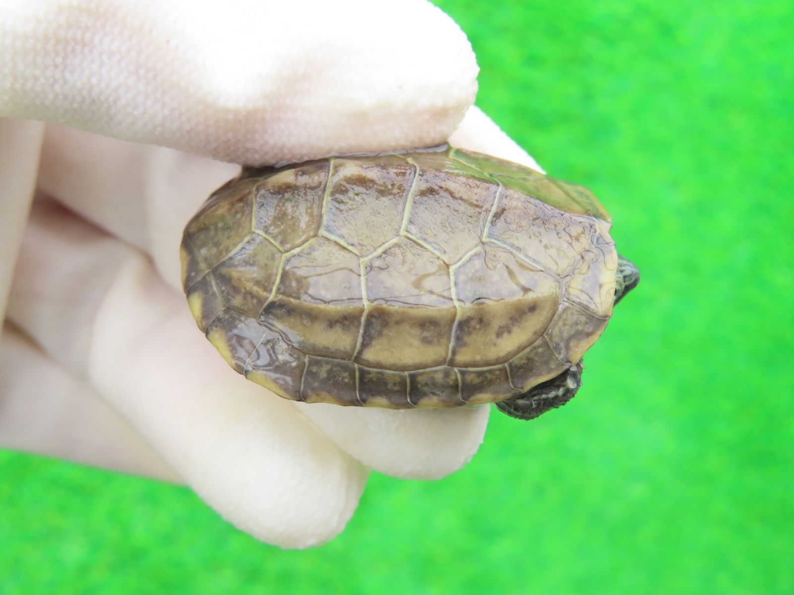 画像1: パステルクサガメ4　ＳＡＬＥ！1,000円OFF