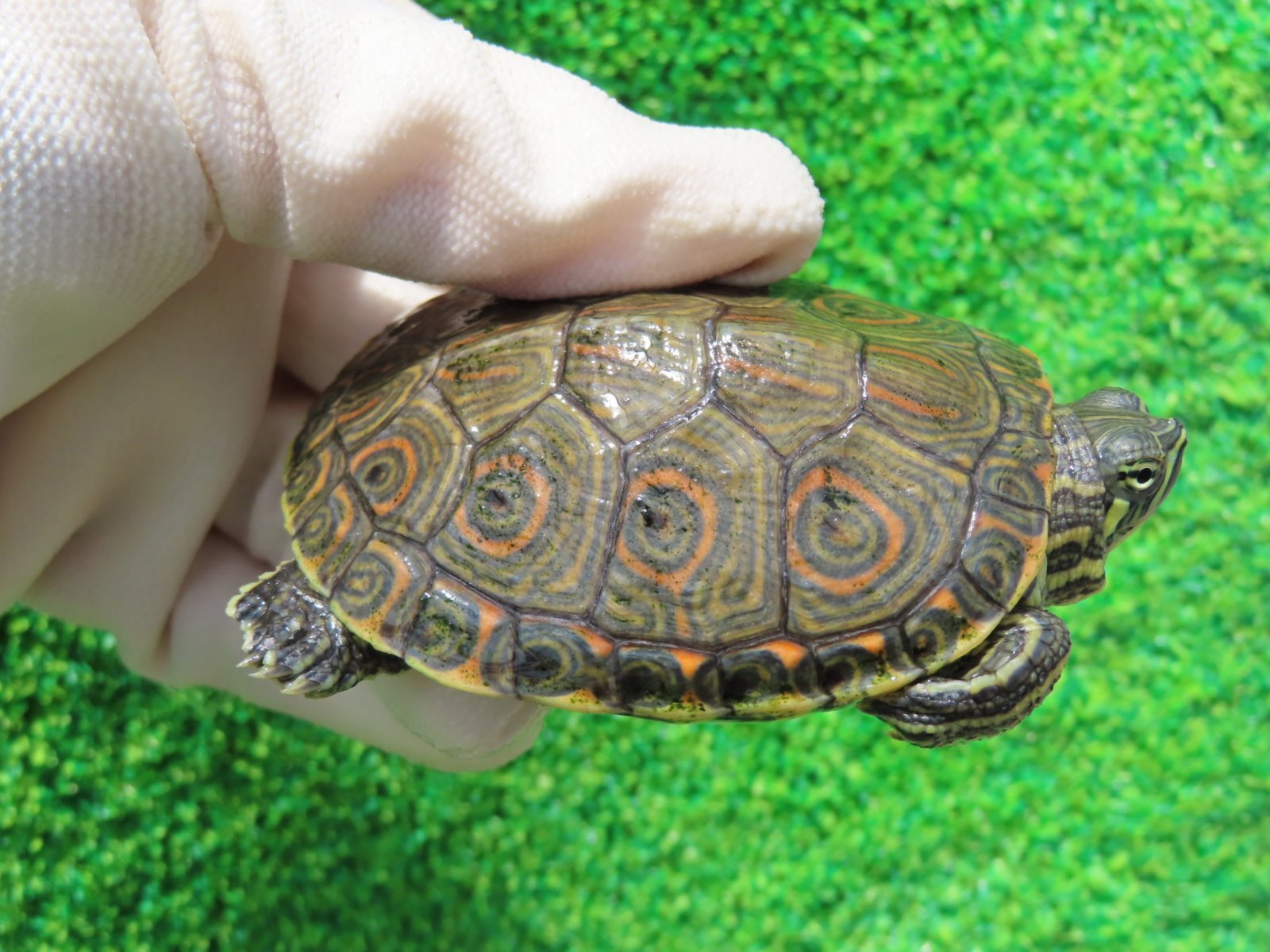 画像1: タバスコクジャクガメ12　ＳＡＬＥ！1,500円OFF