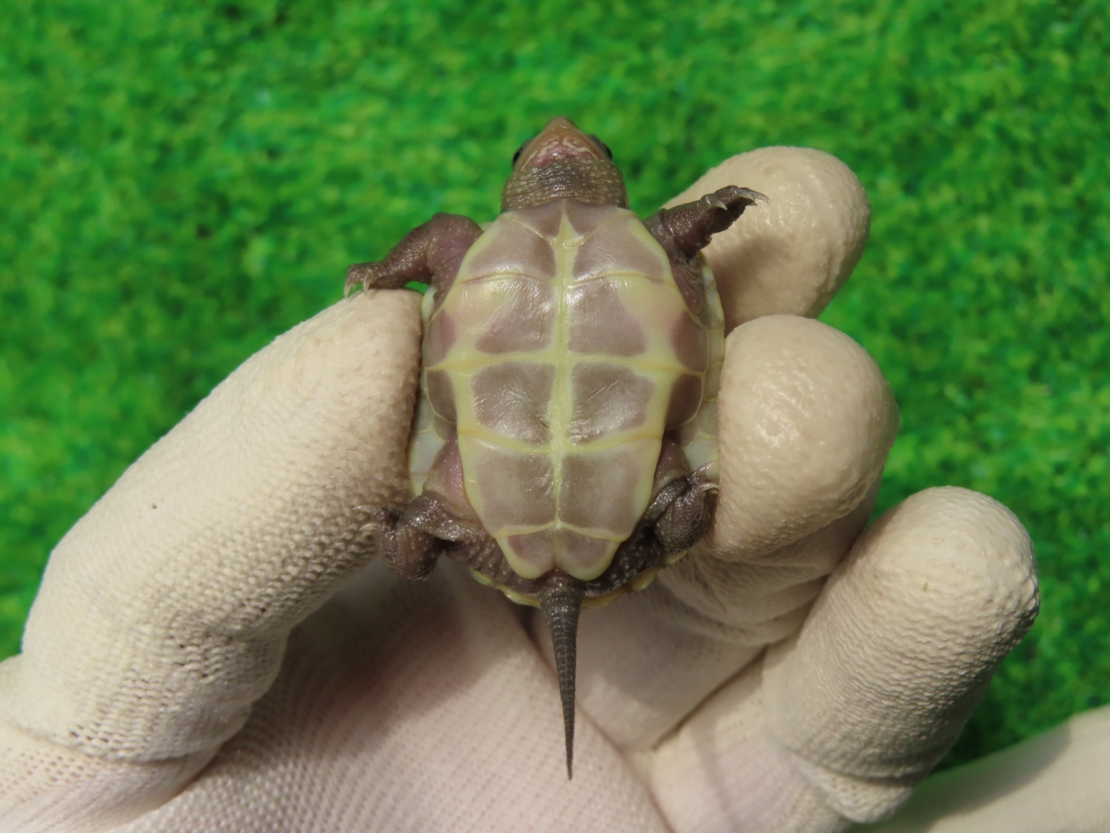 マメ☆ピカページ ｶﾞﾗｶﾞﾗまーや on X