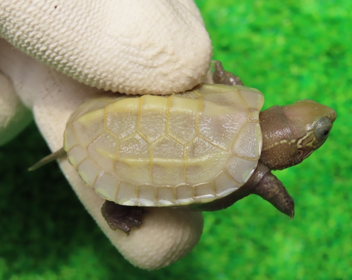 マメ☆ピカページ MC-KYOZAKURA SP'24/E | Deviser ｜株式会社ディバイザー｜長野