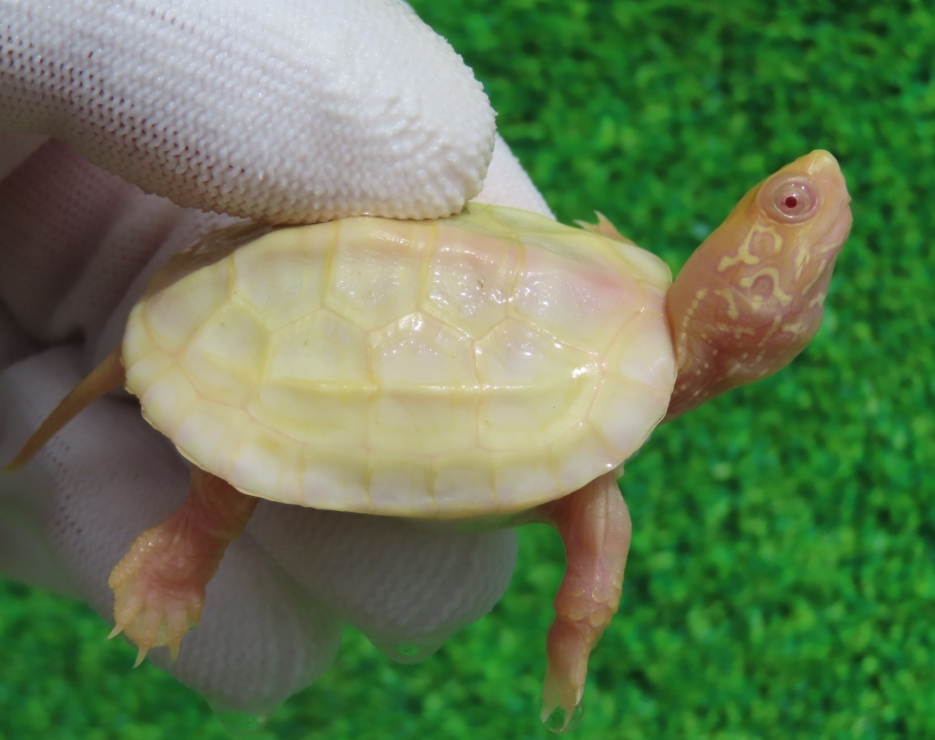 画像1: Ｔ-パステルアルビノクサガメ46　ＳＡＬＥ！