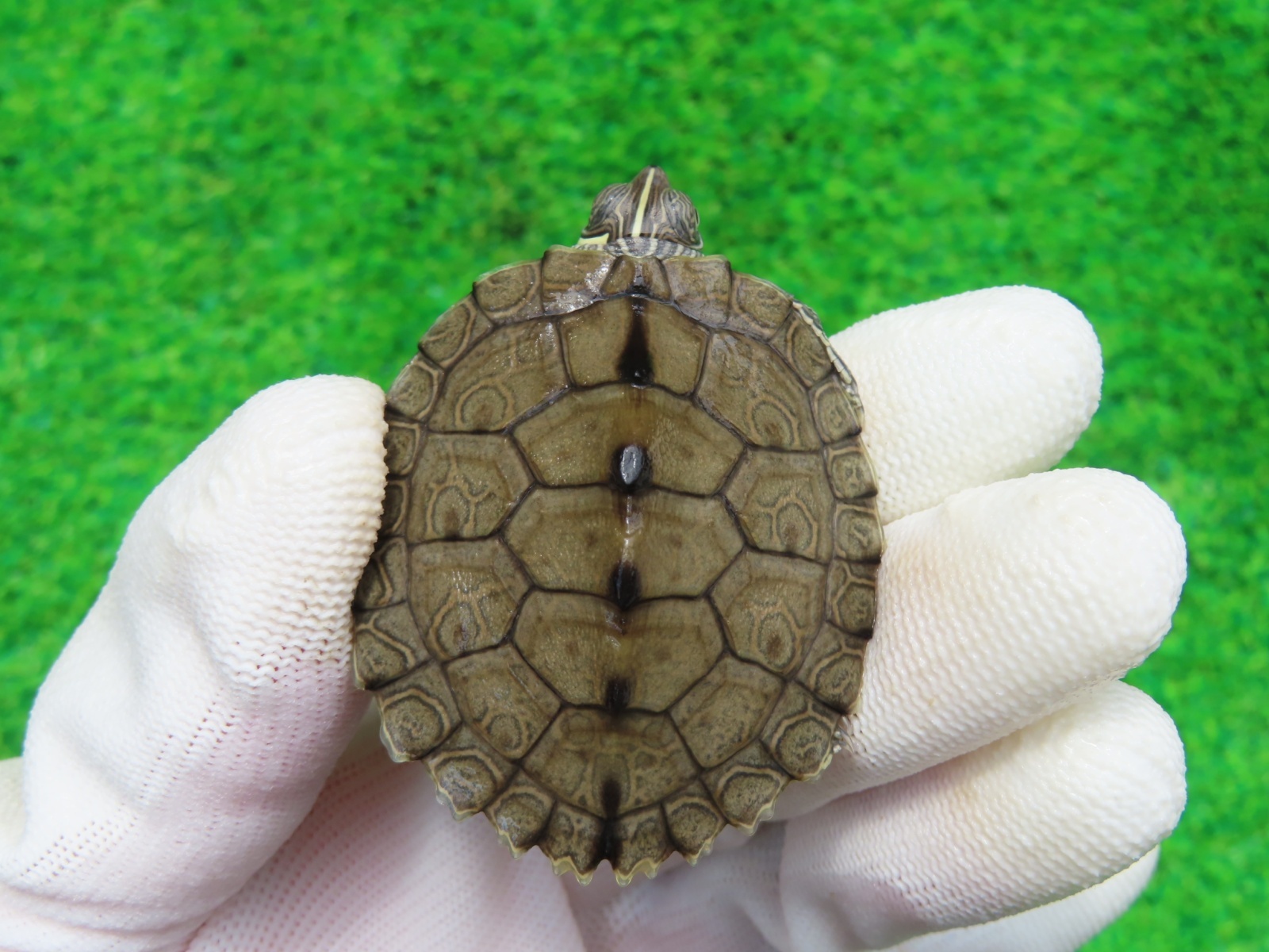 画像2: ミシシッピチズガメ４