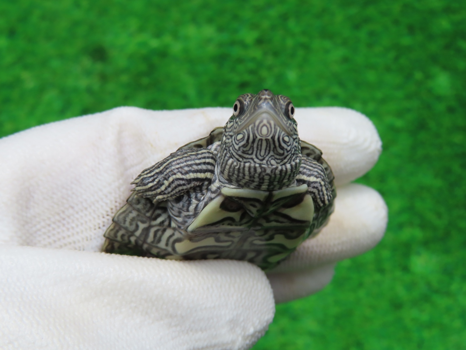 画像6: ミシシッピチズガメ４