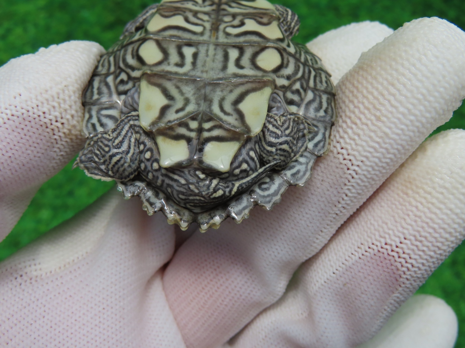 画像7: ミシシッピチズガメ４