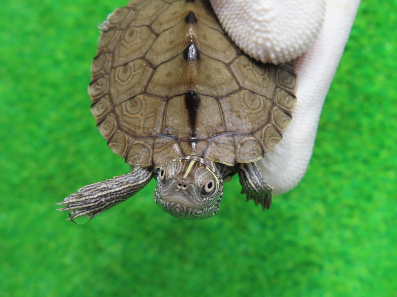 画像4: ミシシッピチズガメ４