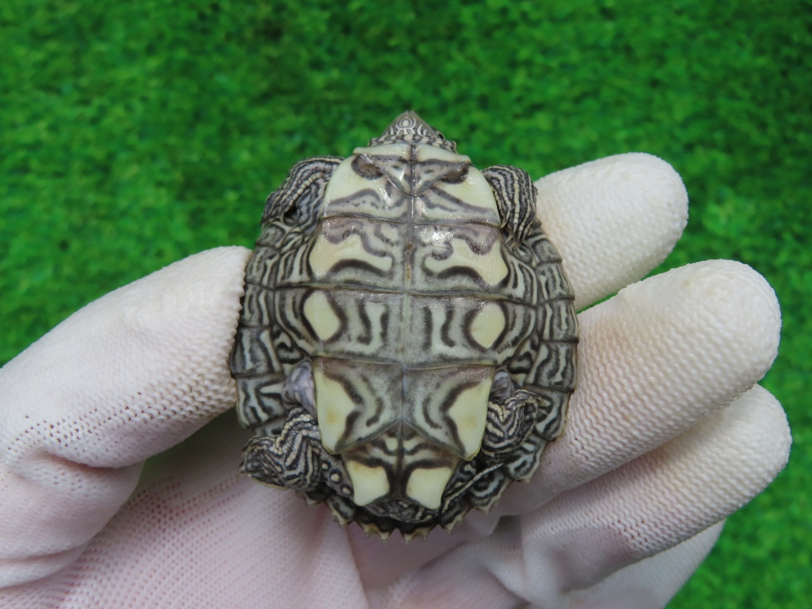 画像8: ミシシッピチズガメ４