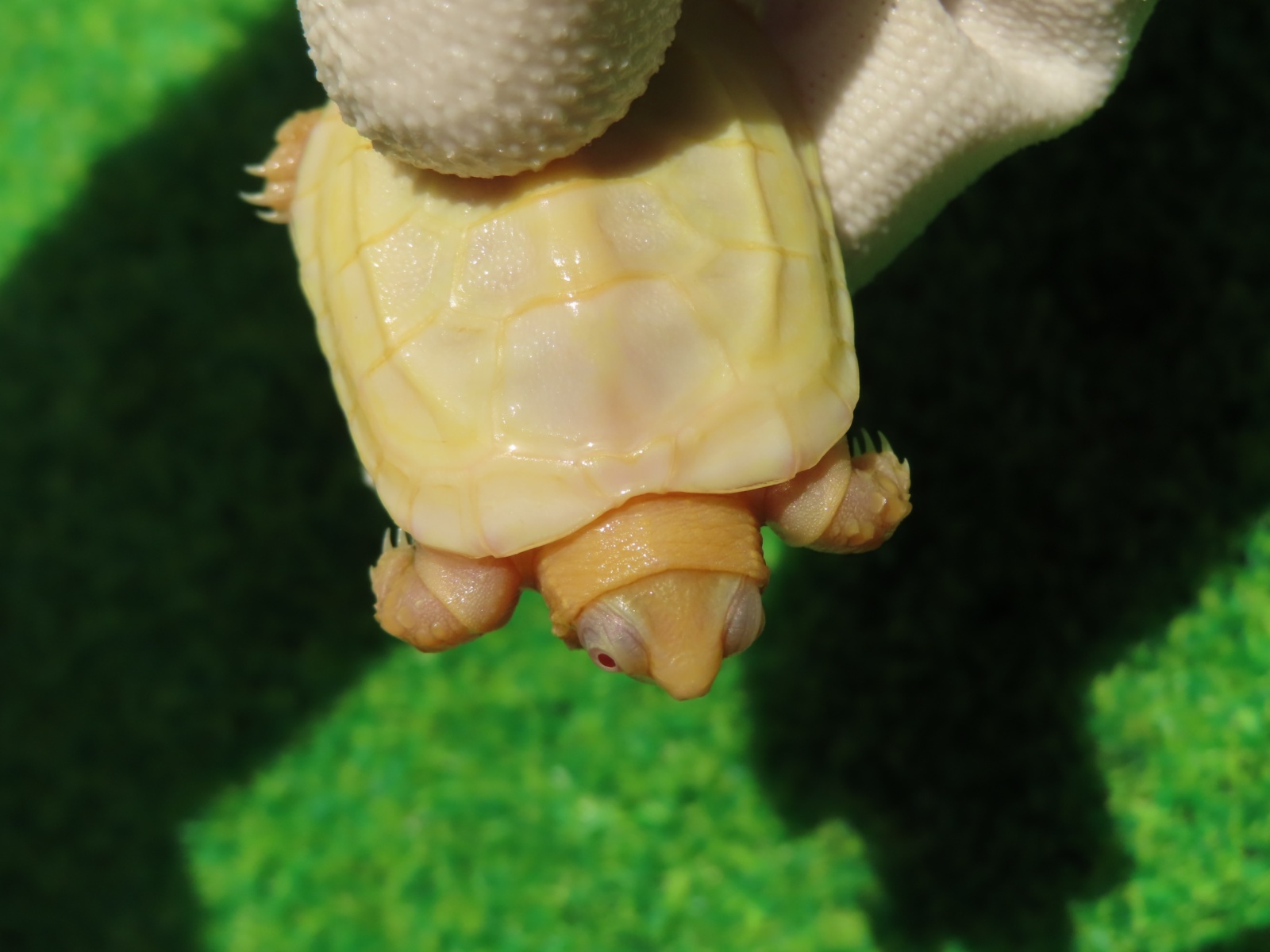 画像7: Ｔ-パステルアルビノクサガメ65