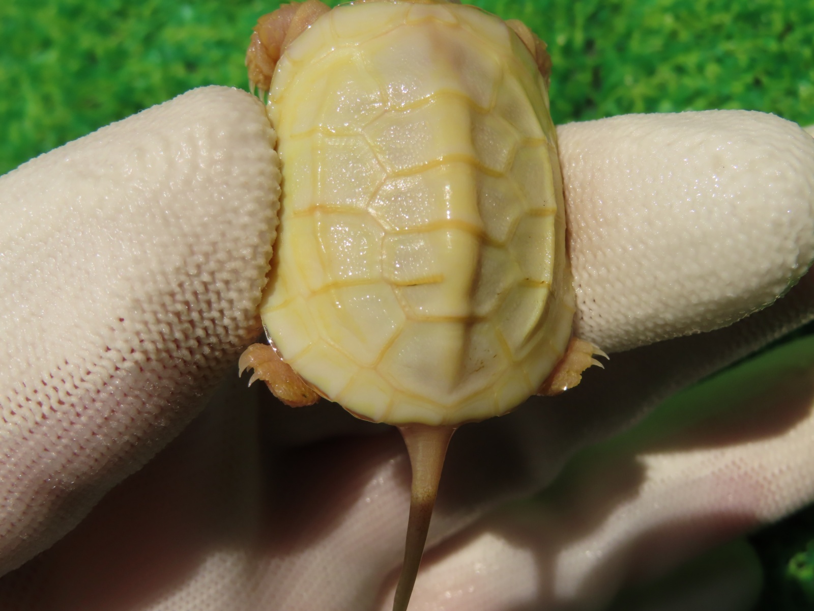 画像9: Ｔ-パステルアルビノクサガメ65